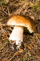 Boletus edulis
