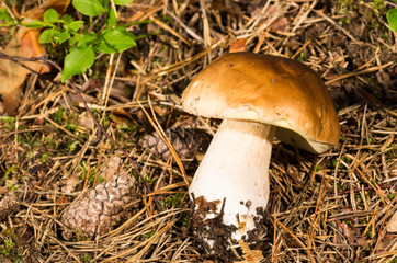 Boletus edulis