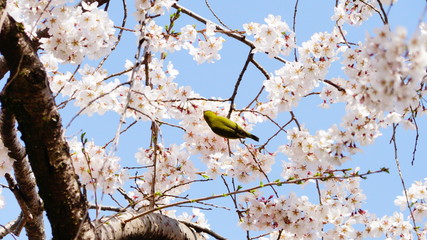 桜とメジロ