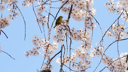 桜とメジロ