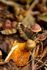 Mushrooms
