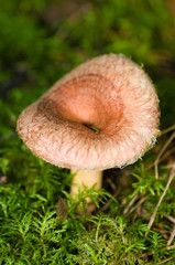 Lactarius torminosus
