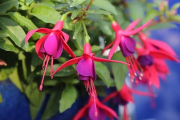 Pink garden flowers