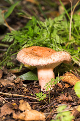 Lactarius torminosus