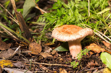 Lactarius torminosus