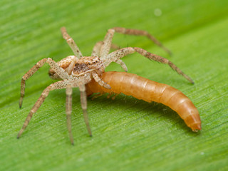 P1010042 crab spider, Philodromus dispar, feeding on a beetle in Ladner, British Columbia larva cECP 2020
