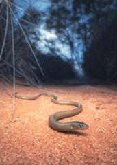 Wild , patternless Butler's legless lizard (Delma butleri) in mallee desert habitat, Australia