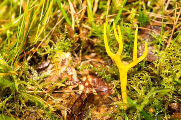 Calocera viscosa