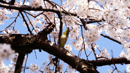 桜とメジロ