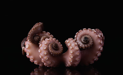 octopus tentacle animal seafood raw
