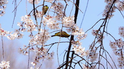 桜とメジロ