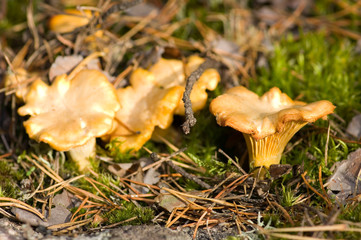 Cantharellus cibarius