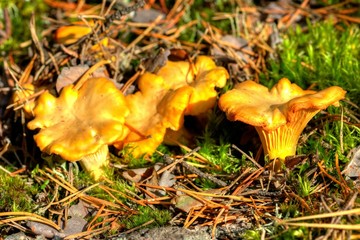 Cantharellus cibarius