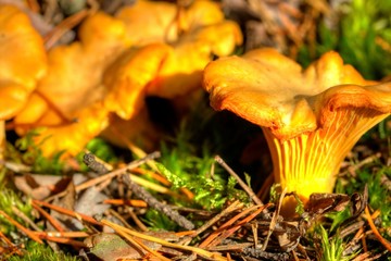Cantharellus cibarius