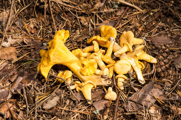 Cantharellus cibarius