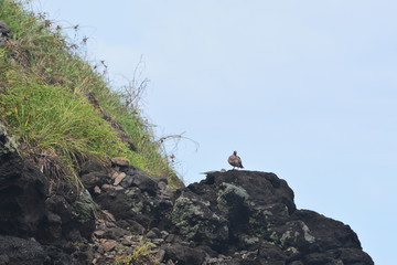 f noronha
