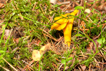 Cantharellus cibarius