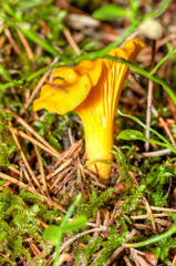 Cantharellus cibarius