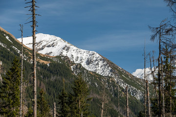 Snowy peaks seen from above trees in the early spring