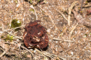 Gyromitra esculenta