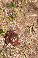 Gyromitra esculenta