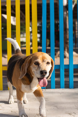 Cute beagle dog walking in front of a colorful grid on the street.