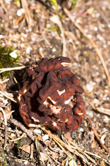 Gyromitra esculenta