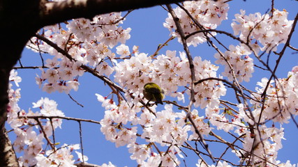 桜とメジロ