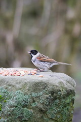 Tree sparrow eating seeds from a feeding table, vertical