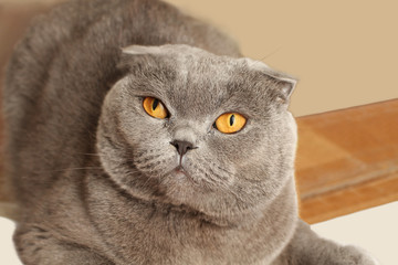 Gray-blue Scottish fold cat on a beige sofa. Closeup