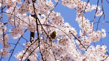 桜とメジロ