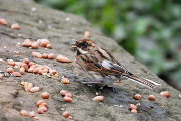 Tree sparrow eating seeds from a feeding table, horizontal