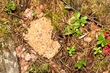 Sparassis crispa
