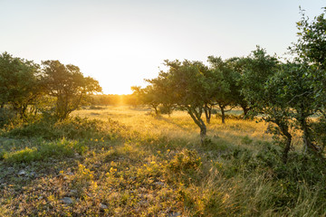 summer field