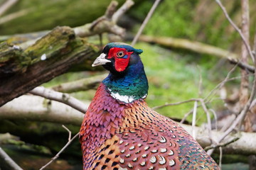 Close-up of a pheasant in woodland, very colourful
