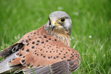 Kestrel mantling prey