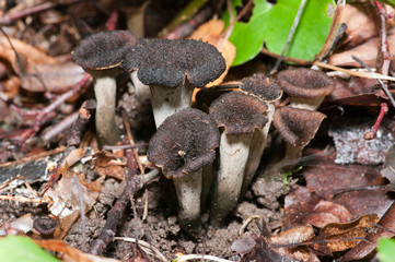 Craterellus cornucopioides