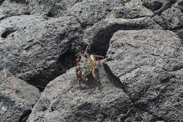 f noronha
