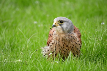 Kestrel landed on green grass