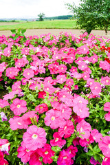 ぜるぶの丘　ピンクの花