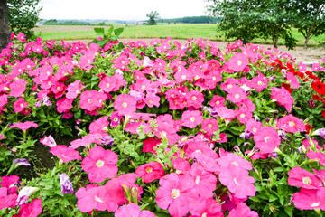 ぜるぶの丘　ピンクの花