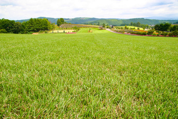 ぜるぶの丘の芝生