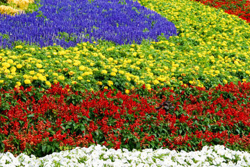 ぜるぶの丘の花畑