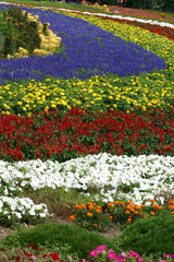 ぜるぶの丘の花畑