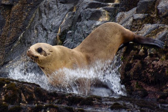 Seal in Tasmania Australia