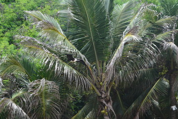 Obraz premium f noronha