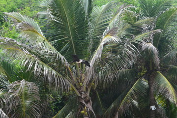 f noronha