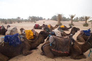 Desert Morocco