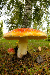 Amanita muscaria