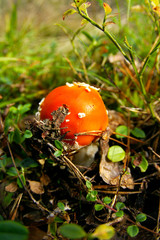 Amanita muscaria